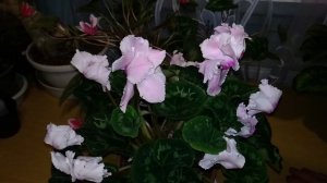 Как получить СЕМЕНА ЦИКЛАМЕНА в домашних условиях? ОПЫЛЕНИЕ цикламена. Созревание СЕМЕННОЙ КОРОБОЧК