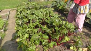 Хозяйство Воронова | Огород | Наш урожай свеклы. Убираем и сортируем