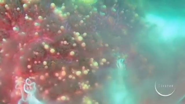 Процесс размножения морских звёзд попал в объектив сахалинского дайвера смотреть онлайн