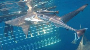 Погружение в клетке к акулам в ЮАР 2019