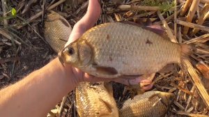 Крупные караси лапти прут на удочку в камыше!!! Рыбалка на карася весной