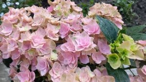 Обзор самых интересных сортов моих гортензий! июнь 2022