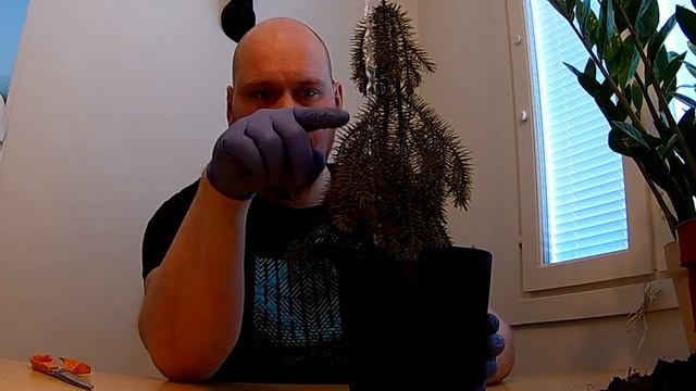 Kevättä rinnassa: Zamioculcas zamiifolian ja hyvin surullisenhuonekuusen mullan vaihto. смотреть онлайн