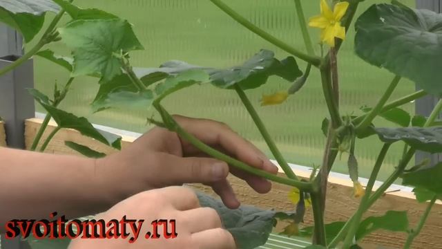 Уход за огурцами в теплице - формирование смотреть онлайн