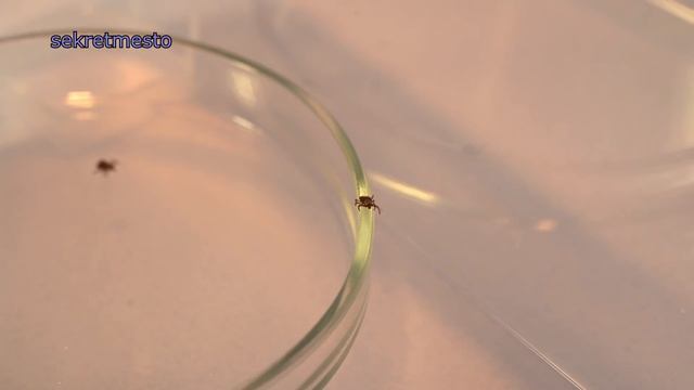 Правда ли клещей скидывают с вертолета??? смотреть онлайн