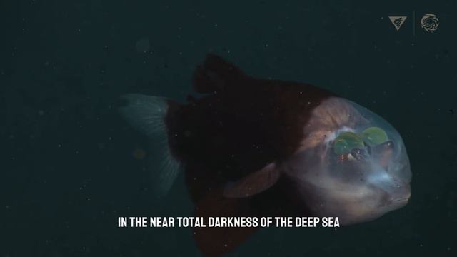 Scary weird looking fish, just WATCH THE VIDEO! смотреть онлайн