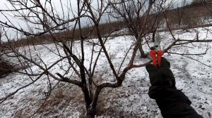 Обрезка нектарина