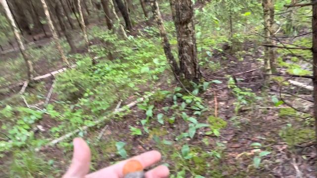 ГРИБНИК ЧУТЬ НЕ ПОДАВИЛСЯ ОТ ЭТОГО ЗРЕЛИЩА ! Грибы 2023 !