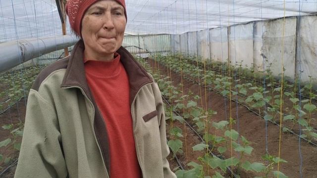 Что необходимо делать, если в теплице сильно жарко? 2 недели с момента высадки огурца в теплицу. смотреть онлайн