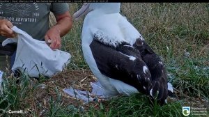 Королевский Альбатрос. Взвешивание - Royal Albatros. Weighing