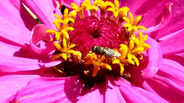 Муха на циннии смотреть онлайн