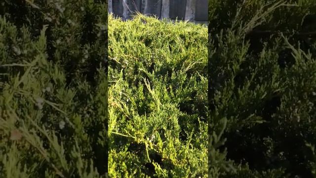 Можжевельник обыкновенный в Германии и России от онкотравника - целителя Глейх Владимира Андреевича смотреть онлайн