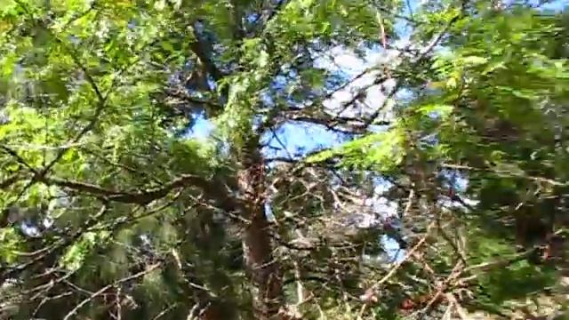 Grevillea-Robusta 'First'-FLUSH [2014] Part-[A] смотреть онлайн