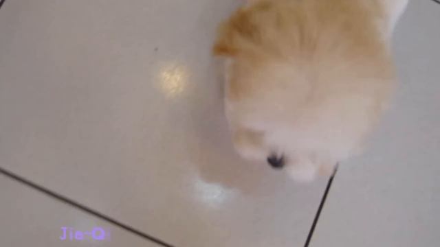 Big Teacup Poodle #947 - Teacup poodle Toy poodle Pocket teacup poodle смотреть онлайн