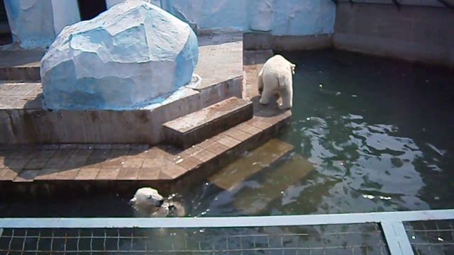 белые мишки в Новосибирском зоопарке смотреть онлайн