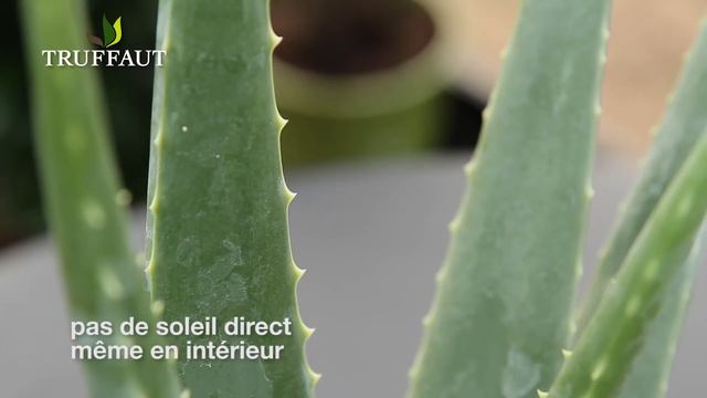 Comment cultiver une plante d'aloe vera à la maison ? -Truffaut смотреть онлайн