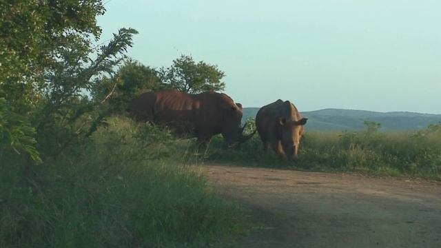 White Rinoceros смотреть онлайн