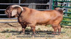 Породы мясных коз – как организовать их содержание