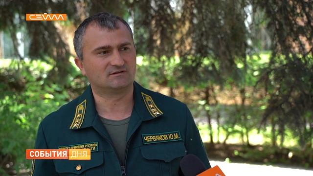 Штрафы за разведение костров в лесу выросли в 10 раз смотреть онлайн