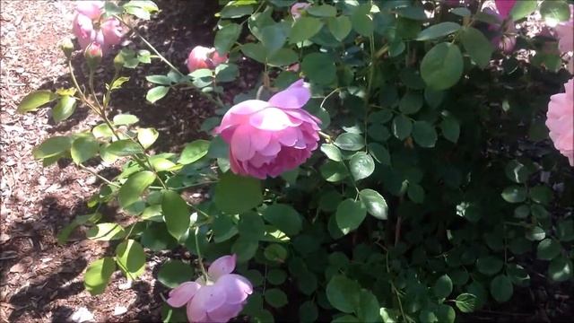 Rose Royal Jubilee | David Austin | Rosenvideo | Gartenfein [HD]