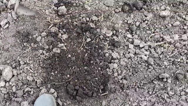 Как сажать тыкву в открытый грунт семенами? смотреть онлайн