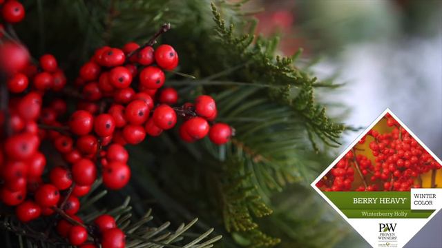 DIY Lollipop Topiary for Christmas 🎄🥰🍭// Garden Answer смотреть онлайн