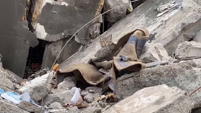 Кошка в Мариуполе смотреть онлайн