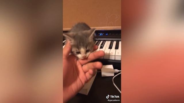 BEST CAT MEMES COMPILATION OF 2020 PART 36 (FUNNY CATS)