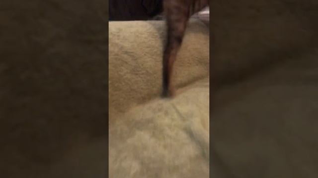 Бенгальские кошки приносят игрушки хозяевам как собачки смотреть онлайн