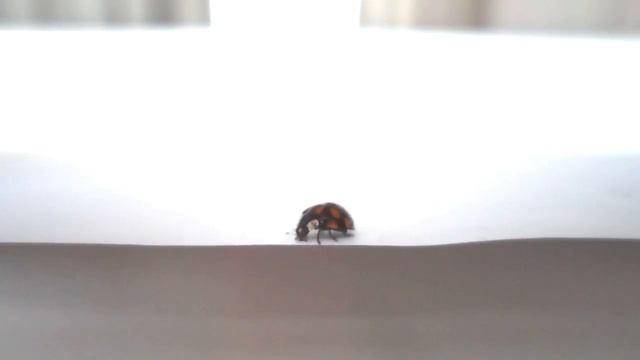 Белые шторки смотреть онлайн