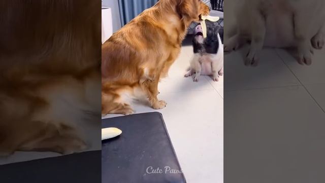 Смешные животные. Приколы с животными. Смешные коты. Смешные собаки. Лучшее 2022 смотреть онлайн