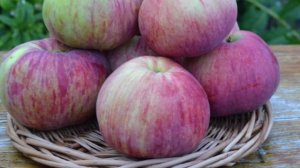 Орловим - сорт яблони