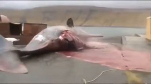 кит взорвался