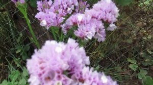 Статица кермек лимониум когда сеять на рассаду  #цветы#статица#кермек#однолетниецветы#ютубвидео