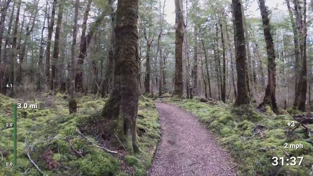 Virtual Run | Virtual Running Videos Treadmill Workout Scenery | Kepler Track Forest 1 Hour