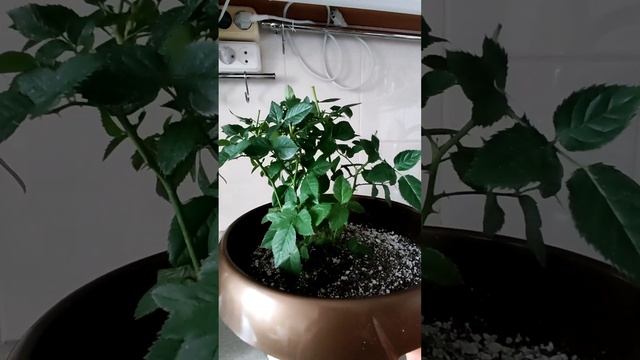 Пересадка горшечной розы Кордана в кашпо. Одна часть переедит на дачу, другая останется дома. смотреть онлайн
