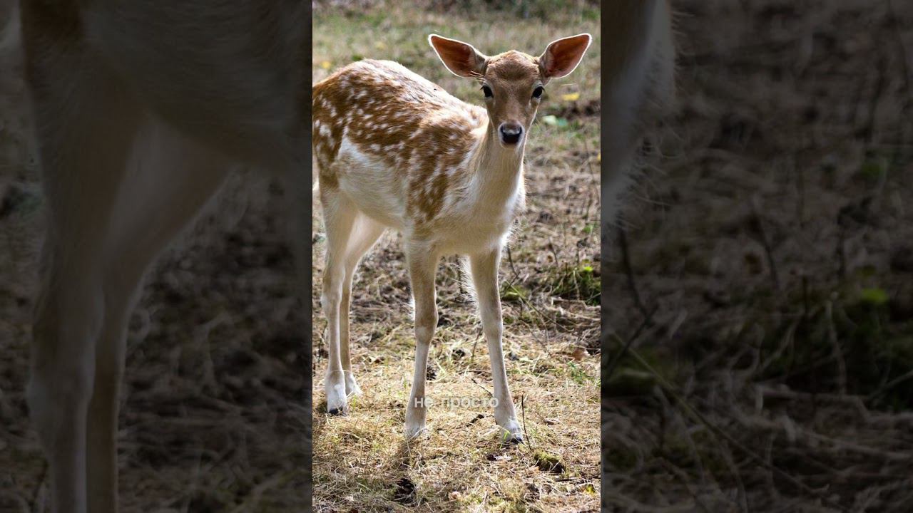 Под Гомелем рысь учила рысят охотиться, задушив при этом в вольере 27 ланей смотреть онлайн