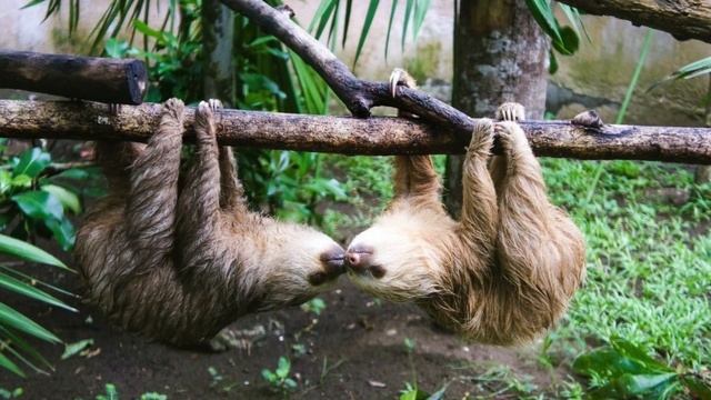 Интересные факты о ленивцах смотреть онлайн