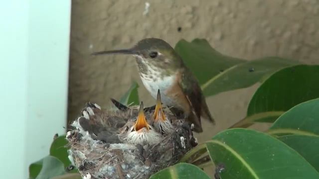 Baby Rufous hummingbirds life cycle. Chapter 1 смотреть онлайн