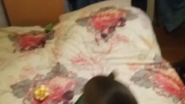 Той-терьеры как дети, игры, бесячки. Счастье в доме. Тойчики смотреть онлайн