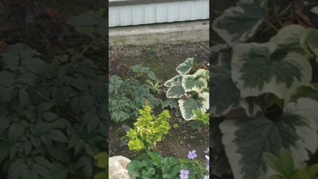 Сухой ручей - изюминка в Вашем саду! смотреть онлайн