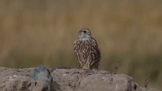 Дербник | Merlin | Falco columbarius смотреть онлайн