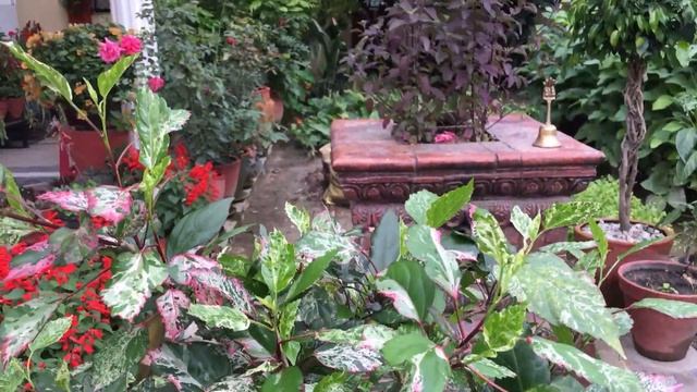 Variegated Hibiscus Plant