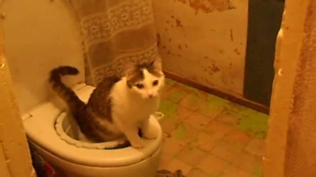 МАРИС - ОЧЕНЬ УМНЫЙ КОТИК! смотреть онлайн