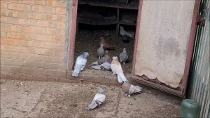 Сельские голуби. 27 11 2021г В гостях г Сальск у Владимира Николаевича голуби Николаевские, чубатые