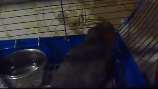 Волнистые попугайчики