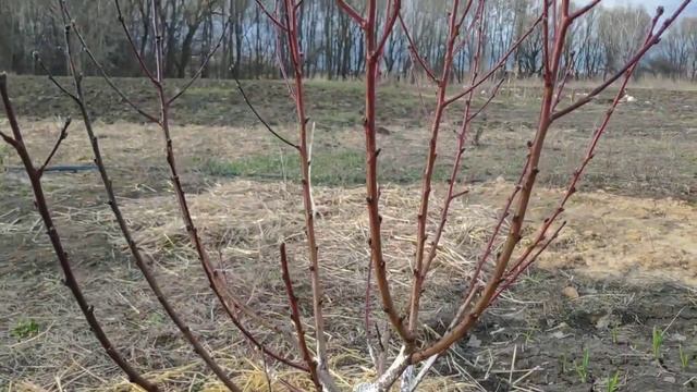 Препарат 30D: описание и использование. смотреть онлайн