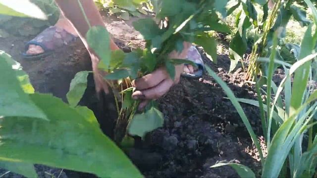 Высаживаем эхинацею. 2 смотреть онлайн