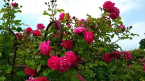 Ароматные плетистые розы.3-ТОП в розовой и сиреневой гамме цветов. Нахема,Лагуна, Виолет Парфюм.