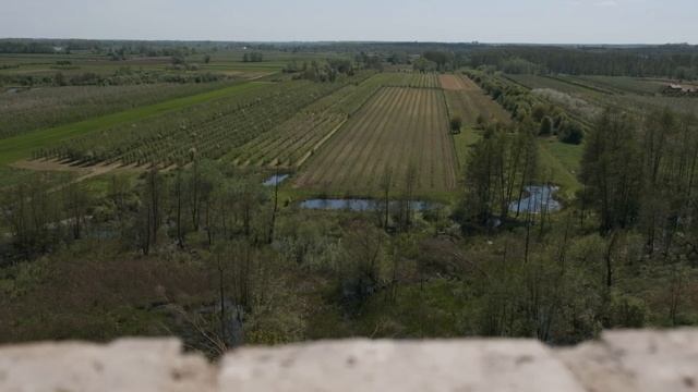 Tutaj skarb leży na ziemi! Perły królowej Bony смотреть онлайн